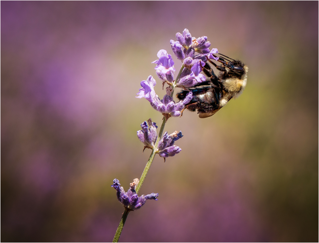 Nature In Class M By Cindy ONeil For Lavender OCT-2018.jpg